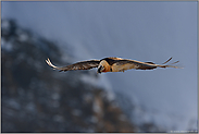 im Schatten der Wand... Bartgeier *Gypaetus barbatus* im Aufwind