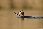 bring' Stöckchen... Haubentaucher *Podiceps cristatus* schwimmt mit Nistmaterial im Schnabel