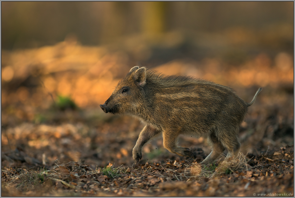 Lebensfreude... Wildschweinfrischling *Sus scrofa* springt im Schweinsgalopp durch den Wald