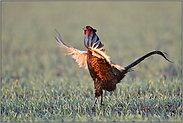 auf Zehenspitzen... Jagdfasan *Phasianus colchicus*, Flattersprung zur Balzzeit