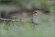 zwischen Tautropfen... Rubinkehlchen *Luscinia calliope* sitzt verborgen im Unterholz