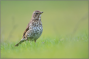 braune Tupfer... Singdrossel *Turdus philomelos* inmitten einer Wiese