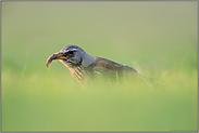 fette Beute... Wacholderdrossel *Turdus pilaris* frisst einen fetten Wurm