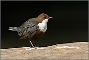 im Profil... Wasseramsel *Cinclus cinclus* frei gestellt auf einem Baumstamm sitzend