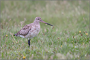 vermutlich auf dem Durchzug... Pfuhlschnepfe *Limosa lapponica* auf eine Feuchtwiese