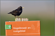 Vogelschutzgebiet... Star *Sturnus vulgaris*