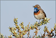 auf Sanddorn... Blaukehlchen *Luscinia svecica* singt sein Lied