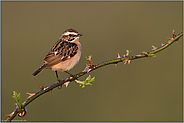 im frühen Morgenlicht... Braunkehlchen *Saxicola rubetra*, Männchen im Prachtkleid, freigestellt auf einer Brombeerranke sitzend