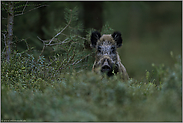 wer da... Wildschwein *Sus scrofa* sichert mit gespanntem Blick