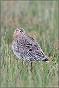 ruhend... Uferschnepfe *Limosa limosa* ratste in einer feuchten Wiese