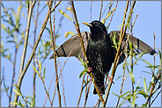 der Exhibitionist... Star *Sturnus vulgaris* im Frühling sucht das Gleichgewicht