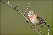 Grätsche... Bluthänfling *Carduelis cannabina* singt auf einem trockenen Ast