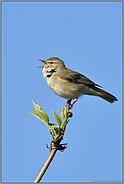 Laubsänger... Fitis *Phylloscopus trochilus* singt sein Lied