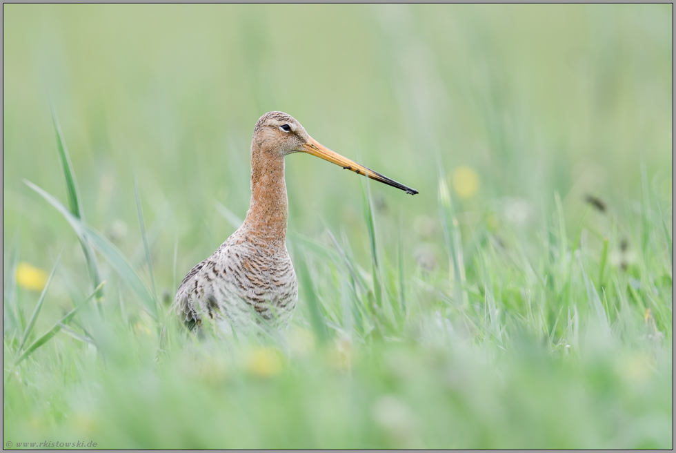 im Frühling... Uferschnepfe *Limosa limosa* zeigt ihren langen Schnabel