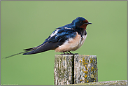 blaumetallisch glänzend... Rauchschwalbe *Hirundo rustica* sitzt auf einem Zaunpfahl