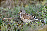 bei der Nahrungssuche... Bluthänfling *Carduelis cannabina*