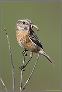 vor dem Anflug zum Nest... Schwarzkehlchen *Saxicola torquata*, Weibchen mit Beute im Schnabel