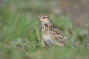 Vogel der offenen Feldflur... Feldlerche *Alauda arvensis* im typischen Umfeld