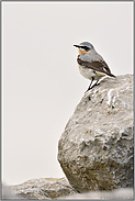 namensgerecht... Steinschmätzer *Oenanthe oenanthe* auf einem Stein / Felsen sitzend