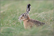 stets wachsam... Feldhase *Lepus europaeus* in einer üppigen Wiese