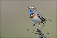 weißsternig... Blaukehlchen *Luscinia svecica*