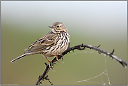 lange Hinterzehe... Wiesenpieper *Anthus pratensis*