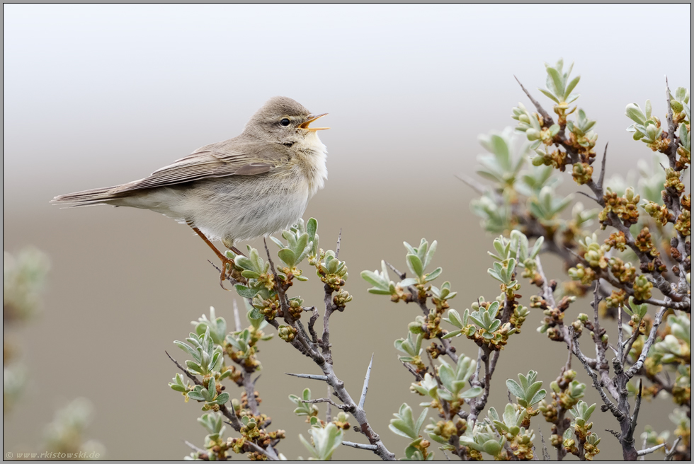 kleiner Singvogel... Fitis *Phylloscopus trochilus* singt auf einem Sanddornbusch