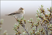 kleiner Singvogel... Fitis *Phylloscopus trochilus* singt auf einem Sanddornbusch