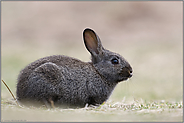 schwarzes Wildkaninchen... Wildkaninchen *Oryctolagus cuniculus*