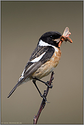 Zimtbären im Schnabel... Schwarzkehlchen *Saxicola torquata*, Männchen mit reicher Beute