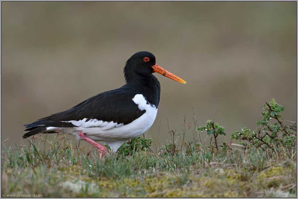 kräftig... Austernfischer *Haematopus ostralegus* unterwegs im natürlichen Lebensraum