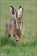 im Anmarsch... Feldhase *Lepus europaeus* läuft frontal auf die Kamera zu