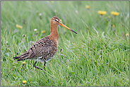 im saftig grünen Gras... Uferschnepfe *Limosa limosa* im Frühling