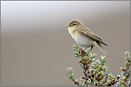 klein, unauffällig, aber oho... Fitis *Phylloscopus trochilus* singend auf einem Sanddornbusch