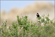 in den Dünen... Amsel *Turdus merula* im Lebensraum