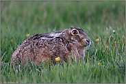 geduckt im Gras... Feldhase *Lepus europaeus* hockt in einer Wiese