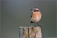 Orientierungsblick... Braunkehlchen *Saxicola rubetra* frühmorgens auf einem alten Weidepfahl