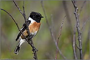 im Gebüsch... Schwarzkehlchen *Saxicola torquata*, männlich