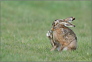 kräftige Hinterpfoten... Feldhase *Lepus europaeus* putzt sich