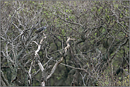 charakteristischer Ruf... Kuckuck *Cuculus canorus* sitzt im Baum