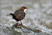 strömendes Wasser... Wasseramsel *Cinclus cinclus* im typischen Lebensraum