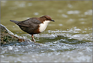 im Schutz der Steine... Wasseramsel *Cinclus cinclus*