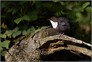 ein Platz an der Sonne... Wasseramsel *Cinclus cinclus* an ihrem Ruheplatz