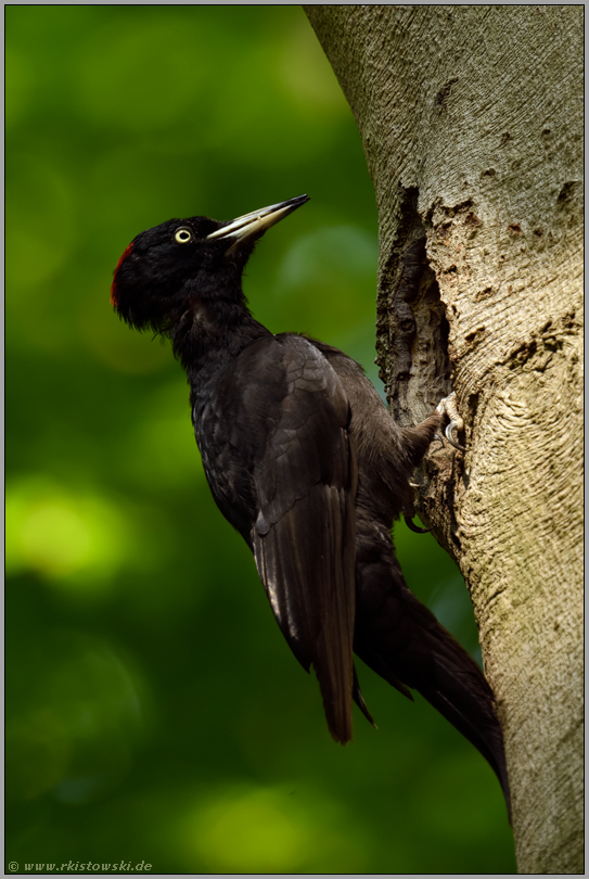 mit Futter im Schnabel... Schwarzspecht *Dryocopus martius* an der Nisthöhle