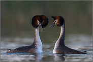 Federkragen... Haubentaucher *Podiceps cristatus*, Begrüßungszeremoniell