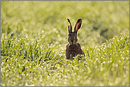 abwartend... Feldhase *Lepus europaeus* im frühen Gegenlicht