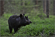 Bache mit Überläufer... Wildschwein *Sus scrofa*