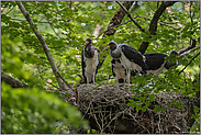 fast flügge...  Schwarzstorch *Ciconia nigra*, Jungvögel auf dem Nest