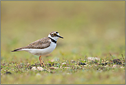 Lebensraum Kiesbank... Flussregenpfeifer *Charadrius dubius* im typischen Lebensraum