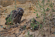 immer selbstständiger... Europäischer Uhu *Bubo bubo*, flügger Jungvogel